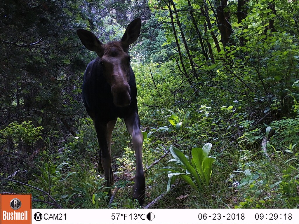 Courtesy photo from the Wasatch Wildlife Watch project, University of Utah
A motion-triggered camera recorded this image of a moose in Utah’s central Wasatch Mountains June 23 as part of University of Utah research, led by biology graduate student Austin Green, exploring how recreation affects wildlife. Volunteer teams rigged cameras at 210 sites and recorded 40,000 to 50,000 images of animals during a 15-week study period. Now the team is seeking help from the public to process this tsunami of data.