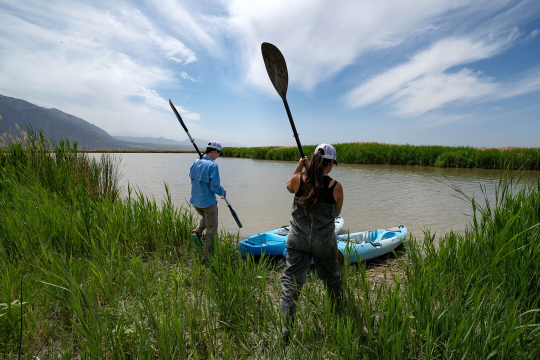 (Francisco Kjolseth | The Salt Lake Tribune)  Aimee Van Tatenhove, Phd candidate at Utah State University studying American white pelicans and undergraduate student at Westminster College Paulina Martinez prepare to attempt to corral American white pelicans at Bear River Migratory Bird Refuge for and ongoing study on Wednesday, June 23, 2021.