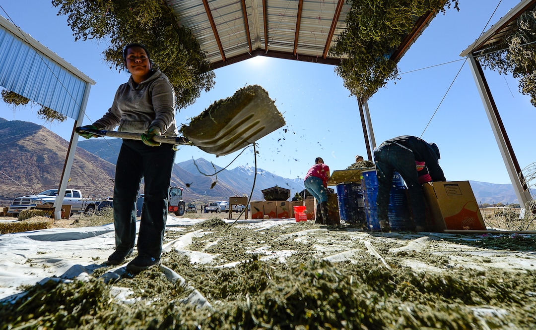 (Francisco Kjolseth  |  The Salt Lake Tribune)  Enedina Garcia shovels piles of dry hemp plant material as a small crew harvests the material by removing stems in the pre-extraction process before the CBD oils are removed. Long time farmer Jud Harward is wrapping up his first season of industrial hemp growing near Spanish Fork, Utah, willing to take on the challenge that has been a struggle for many farmers.
