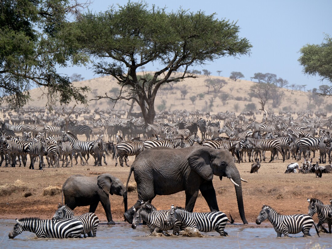 (Photo courtesy Discovery) “Serengeti” premieres Sunday at 8 p.m. on Discovery and Animal Planet.