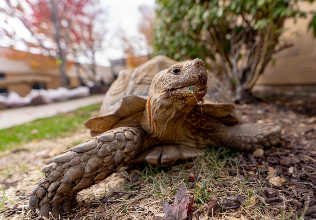 (Francisco Kjolseth | The Salt Lake Tribune) Frankie the 20-year-old tortoise spends time in the courtyard at the Salt Lake City Veterans Home where he lives on Monday Oct. 11, 2021. Over the weekend he had quite the adventure when he escaped through an unlocked gate on Sunday with University of Utah police tracking him down elsewhere on campus.