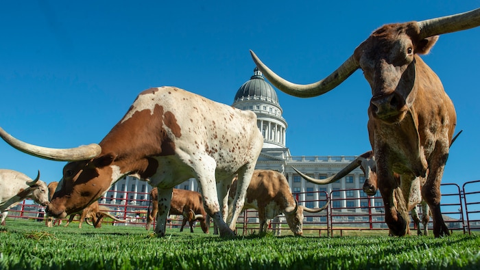 (Rick Egan  |  The Salt Lake Tribune)       Longhorn cattle graze on the lawn in front of the Utah State Capitol before a news conference on the Days of 47 festivities, Tuesday, July 16, 2019.