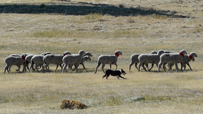 (Francisco Kjolseth | The Salt Lake Tribune) Angie Coker-Sells guides her dog Soot, as they remove five marked sheep and move them into a pen while competing in the annual Soldier Hollow Classic on Monday, Sept. 2, 2019.