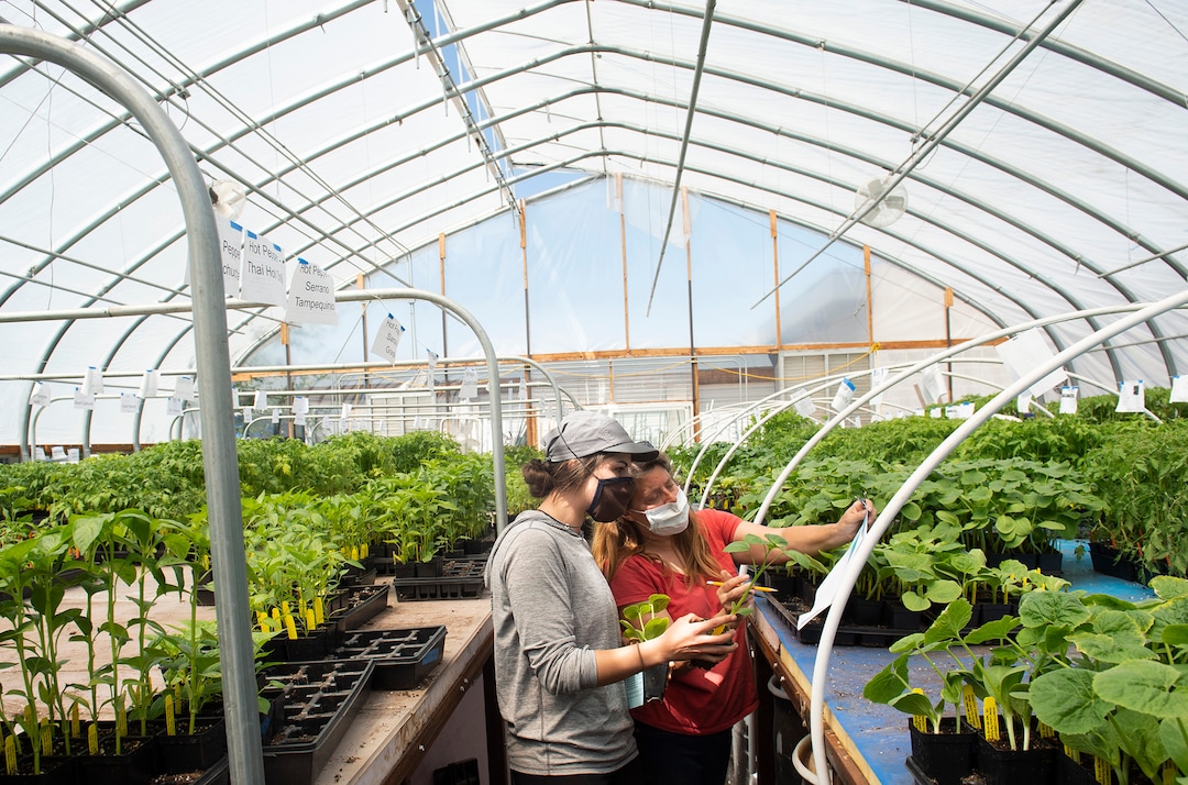 (Rick Egan  |  The Salt Lake Tribune)   Kelly Rhees and Madison Denkers gather plants from the greenhouse for the Wasatch Community Gardens 2020 Spring Plant Sale Fundraiser, Saturday May 9, 2020