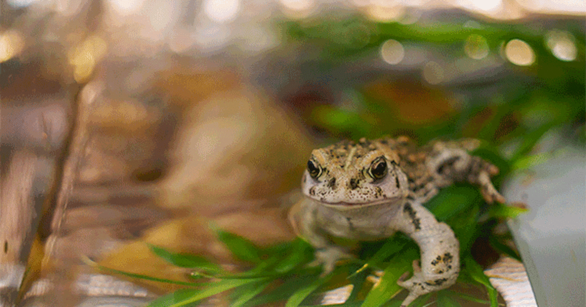 Utah Toad Utah's boreal toads face challenges from water shortages and a fatal ...