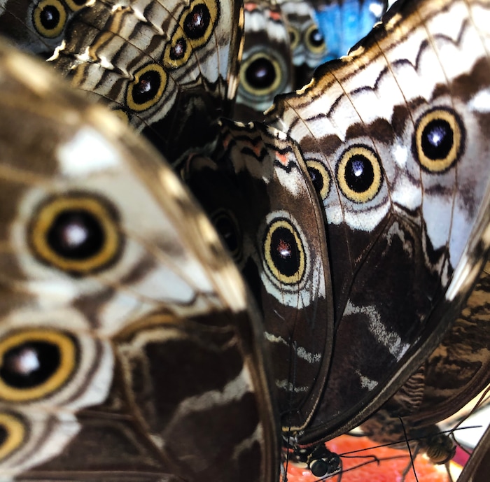 (Rick Egan  |  The Salt Lake Tribune)     
Blue Morpho Butterflies feed on an orange, at the Butterfly Biosphere at Thanksgiving Point’s Water Tower Plaza in Lehi. Tuesday, Jan. 22, 2019.  The New Butterfly Biosphere is home to more than a thousand butterflies from around the world. 