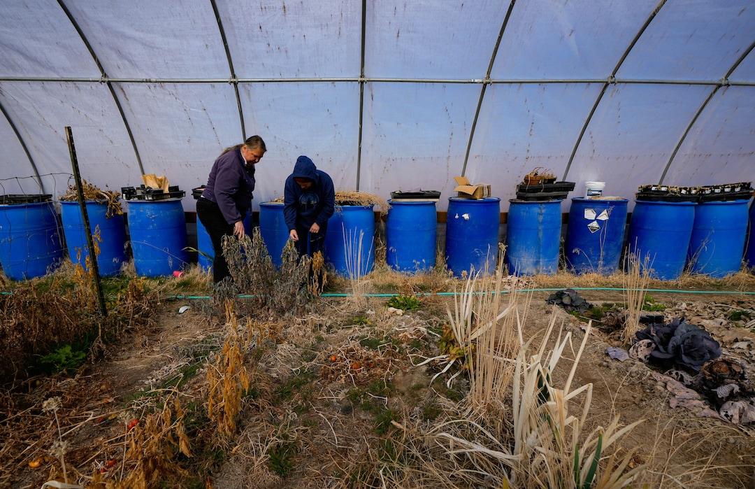 (Francisco Kjolseth  |  The Salt Lake Tribune) Blue barrels filled with water help regulate temperature in the winter and summer months in the greenhouse belonging to Jenny Jones at Riverbed Ranch, a remote self reliant community two hours outside of Salt Lake City, pictured Saturday, February. 17, 2024.