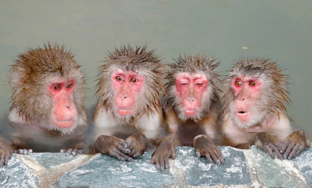(Yohei Fukai | Kyodo News via AP)

Japanese macaque, also known as snow monkeys, soak in a hot spring at Hakodate Tropical Botanical Garden in Hakodate, northern Japan, Dec. 1, 2019.