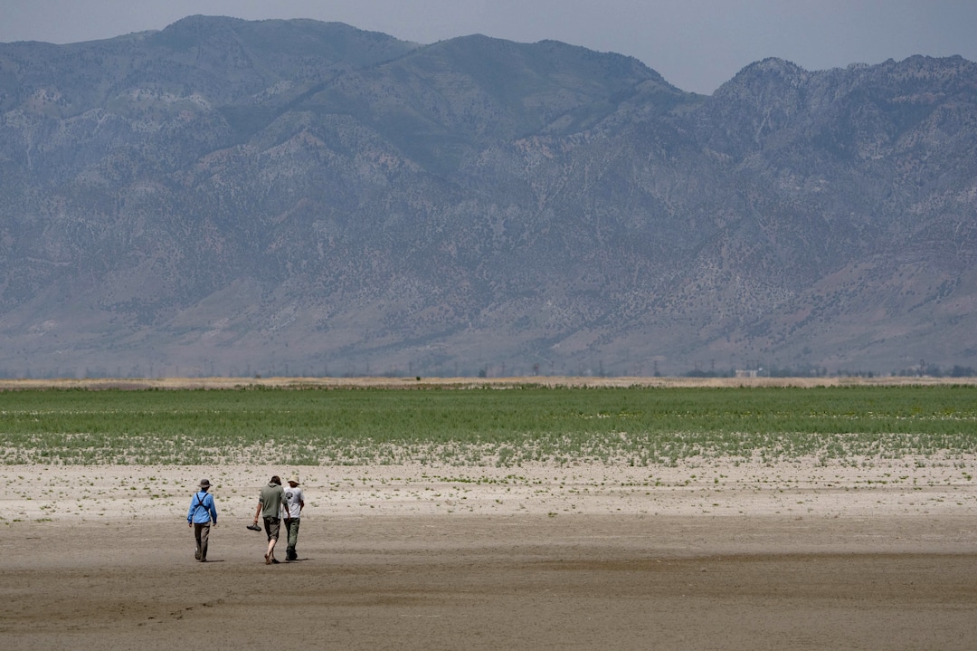 (Francisco Kjolseth | The Salt Lake Tribune) The shrinking Great Salt Lake is impacting birds, including pelicans, as wildlife biologists trek out onto a dried up pond in an effort to gently encourage a small group to a nearby shallow pond where they had set up traps in order to band them and equip them with radio harnesses at the Bear River Migratory Bird Refuge, a 74,000-acre nature reserve in the northern Great Salt Lake on Wednesday, June 23, 2021.