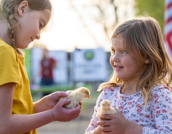 (Rick Egan | The Salt Lake Tribune) Millie Stratton, 8, and Evelyn Stratton, 4, play with the baby chicks at the Earth Day Party at the Mini Taylor farm at at the Jennie Taylor's residence, in North Ogden. Taylor is the widow to the late Major. Brent Taylor, killed in 2018 while on Army National Guard duty in Afghanistan, donations have helped restore the small family farm, with planter boxes, a chicken coop, and a sandbox for the kids, on Thursday, April 22, 2021.