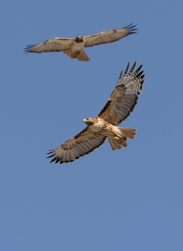 (Francisco Kjolseth | The Salt Lake Tribune) Red-tailed hawks soar over an industrial area in Salt Lake City.