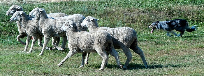 (Al Hartmann  |  The Salt Lake Tribune) Border Collie Skeeter trained by Rose Andersen runs five sheep toward the shedding ring during the first round of the Supreme Source Solider Hollow Classic Sheep Dog Trials, Friday Sept. 1 in Midway.  The Supreme Source Soldier Hollow Classic brings together many of the world’s top sheep dogs from Scotland, Ireland, South Africa, Canada, Germany and the United States. The trials last through Sept. 4.