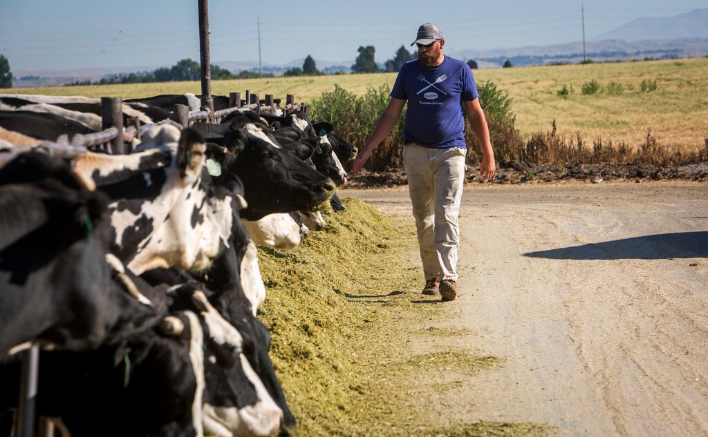 (Katherine Jones | Idaho Statesman | The Associated Press) In this undated photo, Mike Lindley works at his dairy farm in Meridian, Idaho. He and his father, Randy, operate a dairy farm on Ustick Road just west of McDermott Road. They milk 350 Holsteins on leased land, which has been sold to the West Ada School District to be used for a new high school. Lindley is happy about Meridian's growth, and while he'd like to relocate the dairy to stay in Meridian, he fears that he'll have to look further for a place to raise his cows.