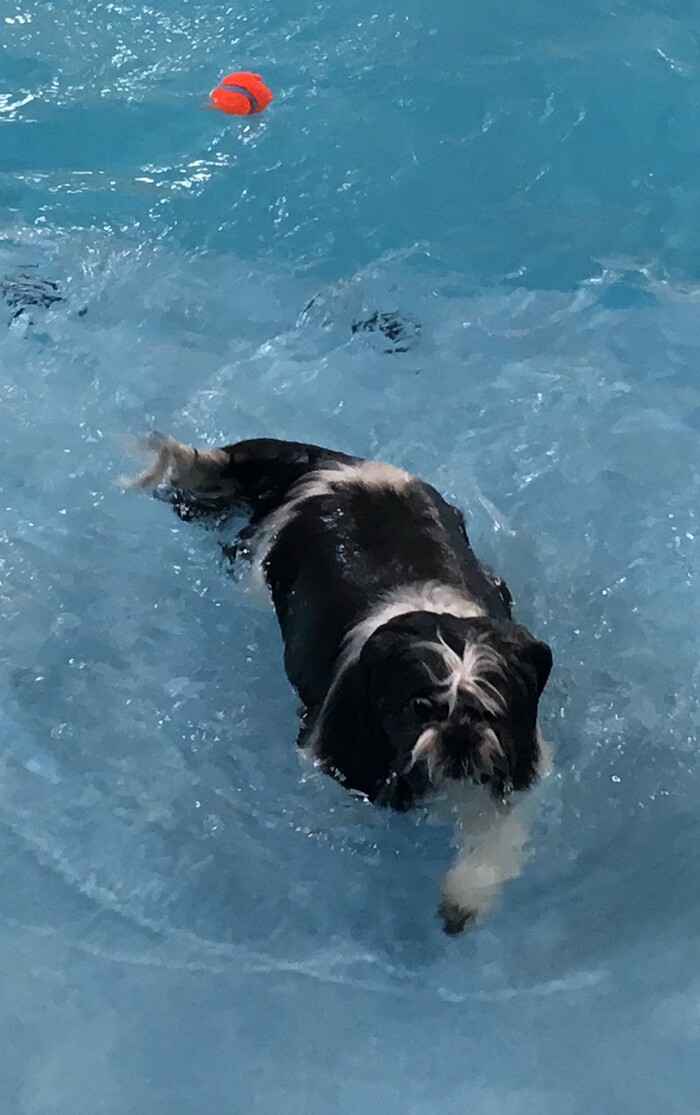 (Scott D. Pierce | The Salt Lake Tribune) It's hard for Chip to find the tennis ball when he has so much wet hair in his eyes.