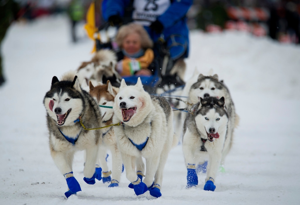 (AP Photo/Michael Dinneen, File) In this March 3, 2018, file photo, Eagle River, Alaska musher Tom Schonberger's lead dogs trot along Fourth Avenue during the ceremonial start of the Iditarod Trail Sled Dog Race in Anchorage, Alaska. The world's foremost sled dog race kicks off its 47th running this weekend on Saturday, March 2, 2019, as organizers and competitors strive to push past a punishing two years for the image of the sport. Some of the drama has been resolved for Alaska's Iditarod Trail Sled Dog race.