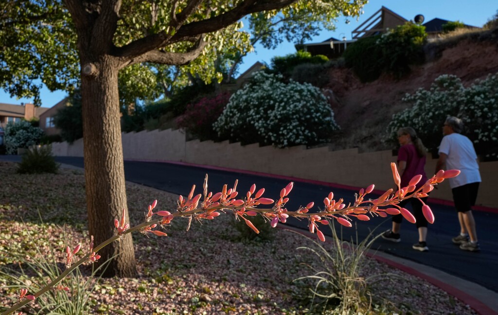 (Francisco Kjolseth | The Salt Lake Tribune) Water wise desert blooms grow at the Gardens South Condominiums in St. George on Tuesday, June 11, 2024.