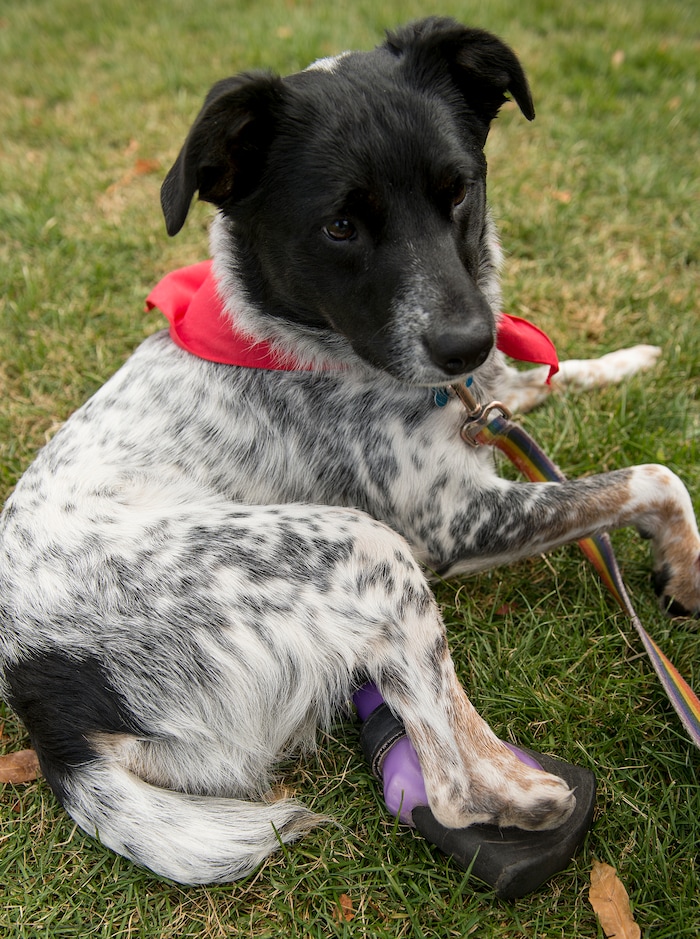 (Leah Hogsten  |  The Salt Lake Tribune) Forrest, a two-year-old Border Collie mix who was born without hind paws shows off his boots he received through Herding Haven of Salt Lake City, a rescue for dogs with special needs, who have been deemed "unadoptable" from other shelters. The 2017 Strut Your Mutt dog walk and fundraiser saves the lives of homeless pets, October 14, 2017 at Liberty Park. Participants can choose to raise money for Best Friends or for one of hundreds of participating shelters, rescue groups and other animal welfare groups. 