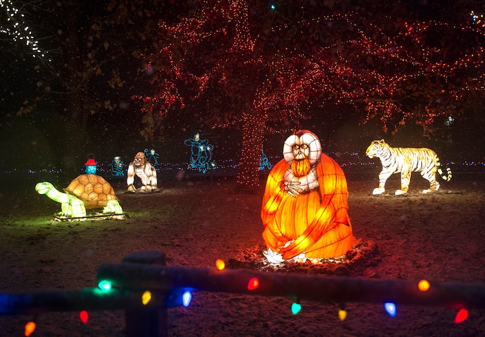 (Rick Egan  |  The Salt Lake Tribune)   Animal lanterns glow as the ZooLights at Hogle Zoo are turned on, Friday, Nov. 30, 2018. The lights continue  through December 31st, 


