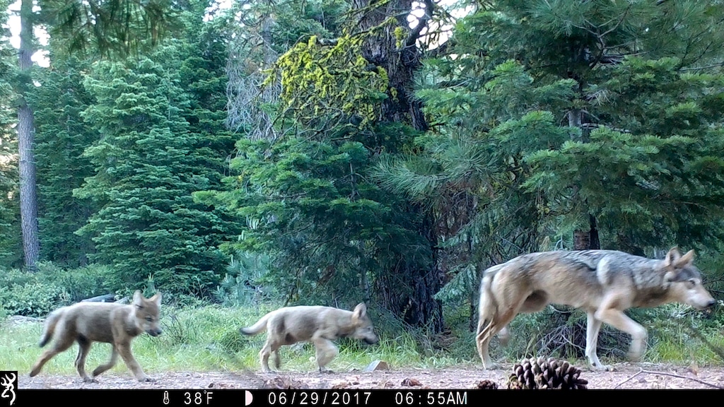 FILE - This June 29, 2017, file remote camera image provided by the U.S. Forest Service shows a female gray wolf and two of the three pups born in 2017 in the wilds of Lassen National Forest in Northern California.  (U.S. Forest Service via AP, File)