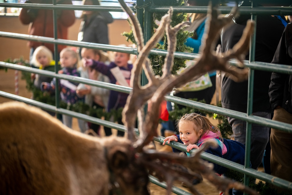 (Trent Nelson |  The Salt Lake Tribune) Maci Kohler looks in at Comet, a reindeer, at Reindeer Express in Wellsville on Friday, Dec. 2, 2022. Issac Bott works as a Utah County vet by day, but each year, he helps certify reindeer to work for Santa. And in his free time, he helps treat and artificially inseminate reindeer around the world, propping up the threatened species’ population.