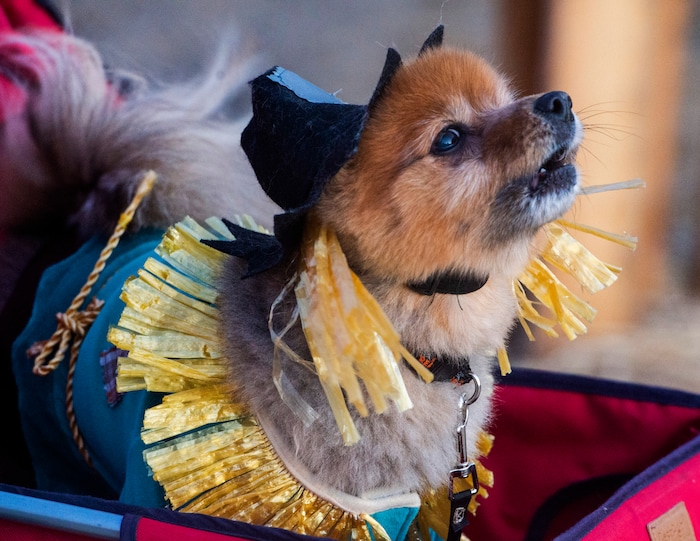 (Rick Egan  |  The Salt Lake Tribune)     Bellatrix dressed as a scarecrow as Jenna Bjerregaard pushes her though "Dog Days in the Maze", at Wheeler Farm, Monday, Oct. 26, 2020.
