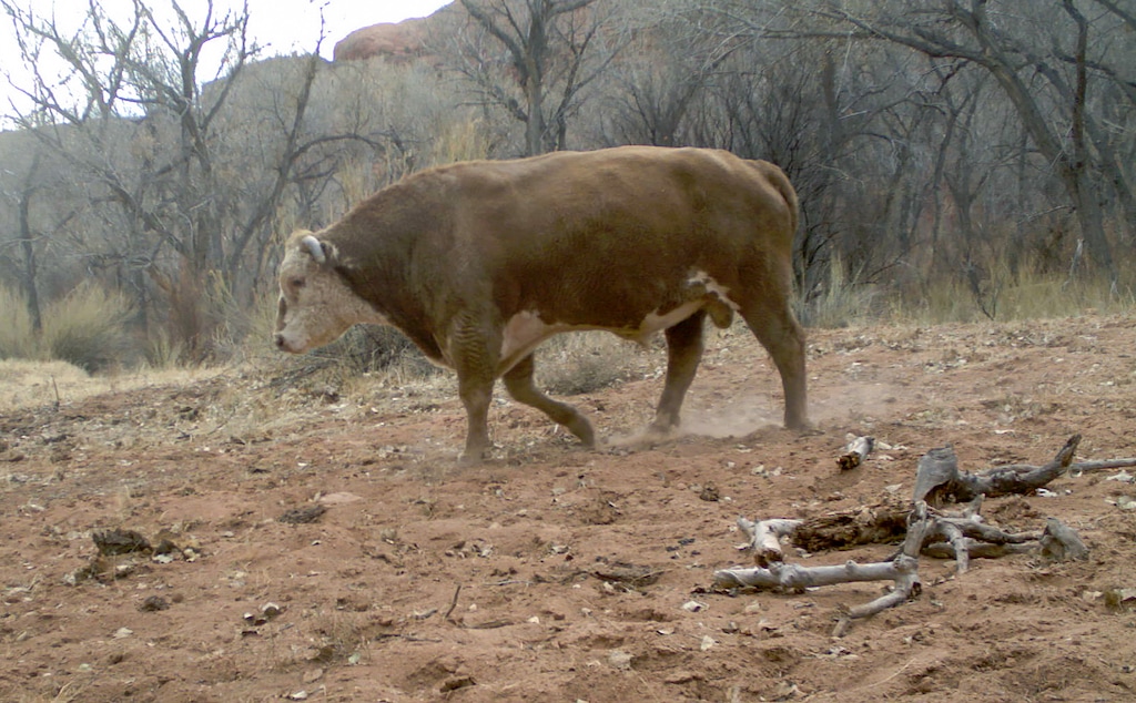 (National Park Service) Feral cows have been roaming around parts of the Grand Staircase Escalante National Monument and Glen Canyon National Recreation Area that are closed to livestock grazing. These animals were photographed near the Escalante River this year with a trail camera rigged by park rangers.