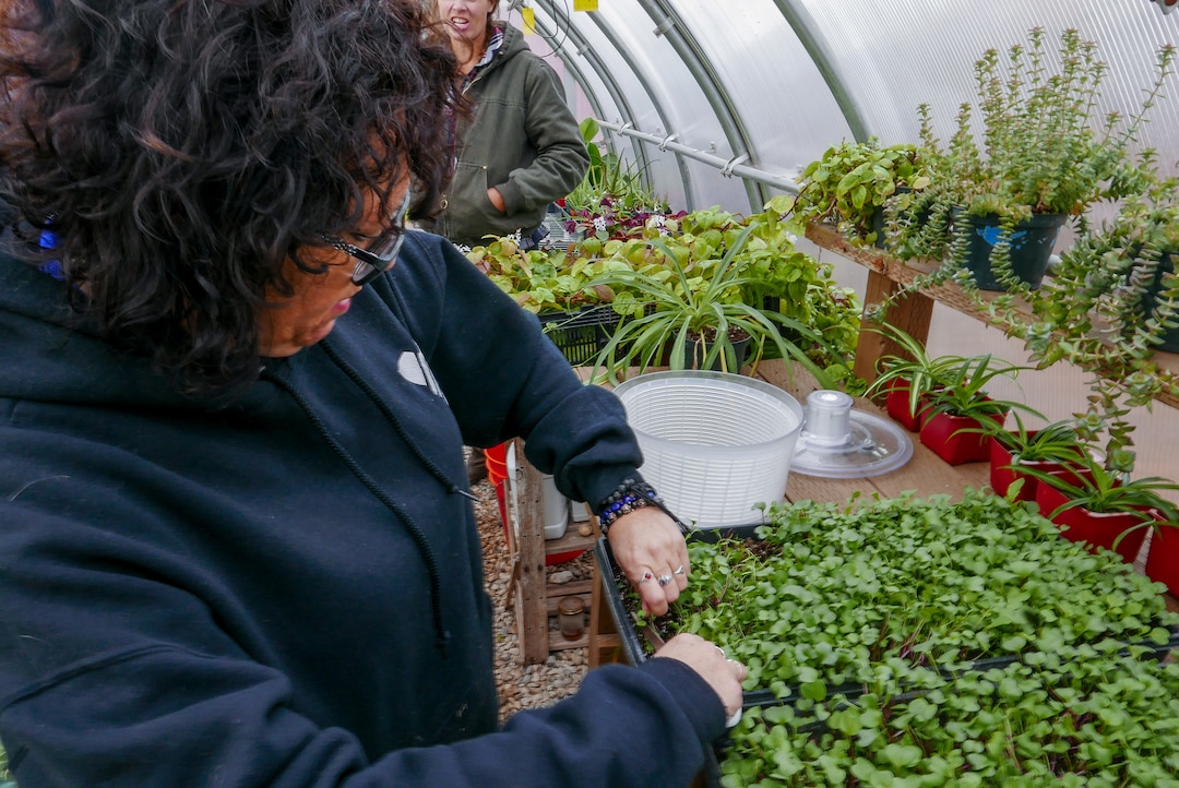 (Clara Hatcher | The Salt Lake Tribune) The greenhouse at the Center for Women and Children is used to grow healthy greens for clients to eat, along with more colorful plants like hibiscus and succulents. Jenn Harris, a peer support specialist at the center, harvests microgreens to snack on throughout the day.