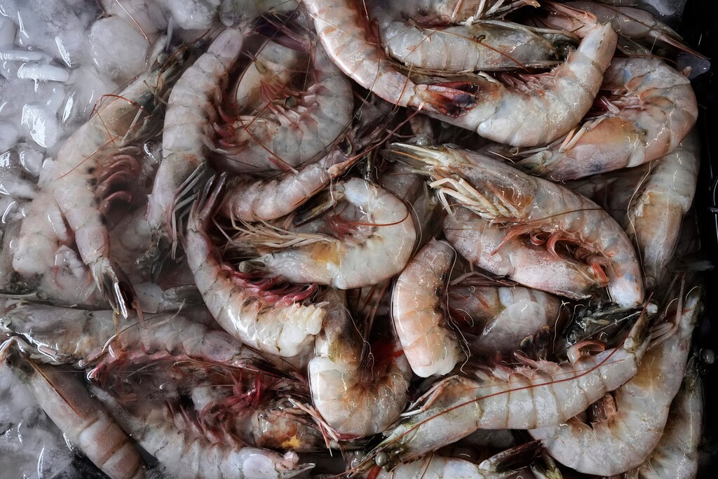 (Gerald Herbert | AP) Louisiana wild-caught gulf shrimp are on display at Amy's Seafood, a vendor in the Westwego Shrimp Lot, in Westwego, La., Thursday, April 3, 2025.