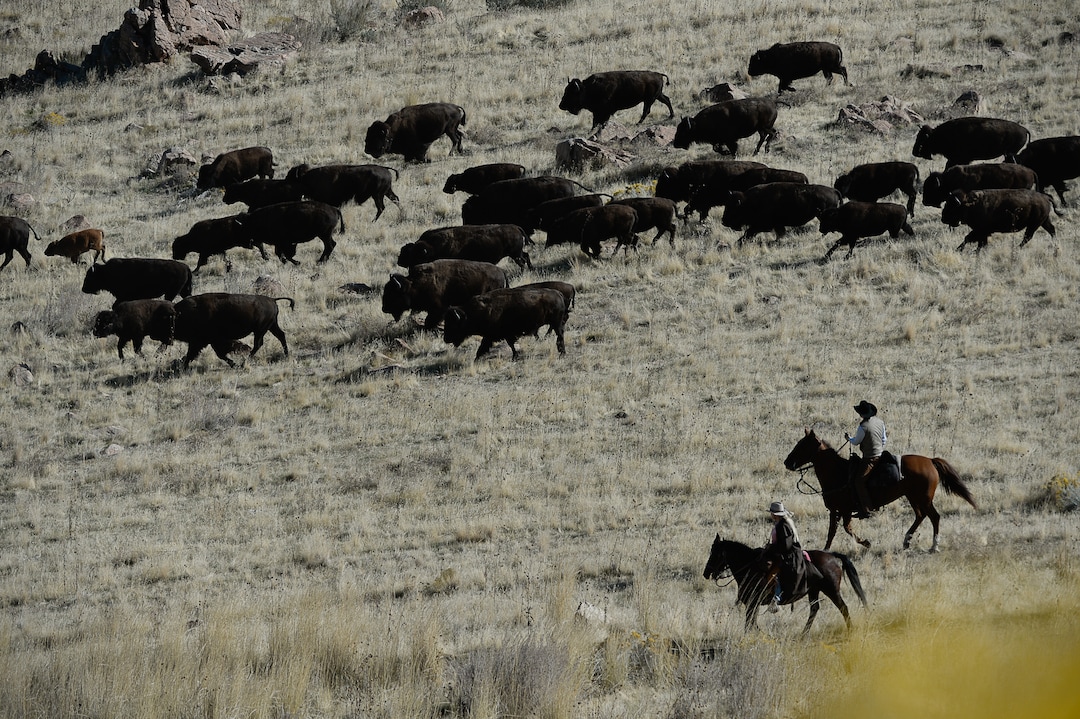 (Francisco Kjolseth  |  The Salt Lake Tribune)  Riders on horseback herd bison during the 33rd annual roundup, Saturday, Oct. 26, 2019, on Antelope Island, a state park located near Syracuse in Davis County. Every year Utah wildlife and parks officials move the animals from across the island so they can be weighed, tagged and given health screenings.
