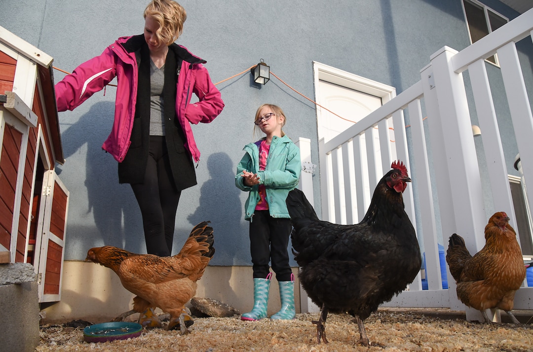 (Francisco Kjolseth  |  The Salt Lake Tribune)  Natalie Sacks is joined by her daughter Skyrie, 7, as they visit with their eight chickens in the back of their new family home in West Clinton. Skyrie, who suffered a traumatic face injury at the age of 4, is helped by the birds in dealing with her PTSD from the accident, according to her mother. The family recently had to move from their home in Herriman because of an HOA dispute over the chickens where they felt threatened and scared.