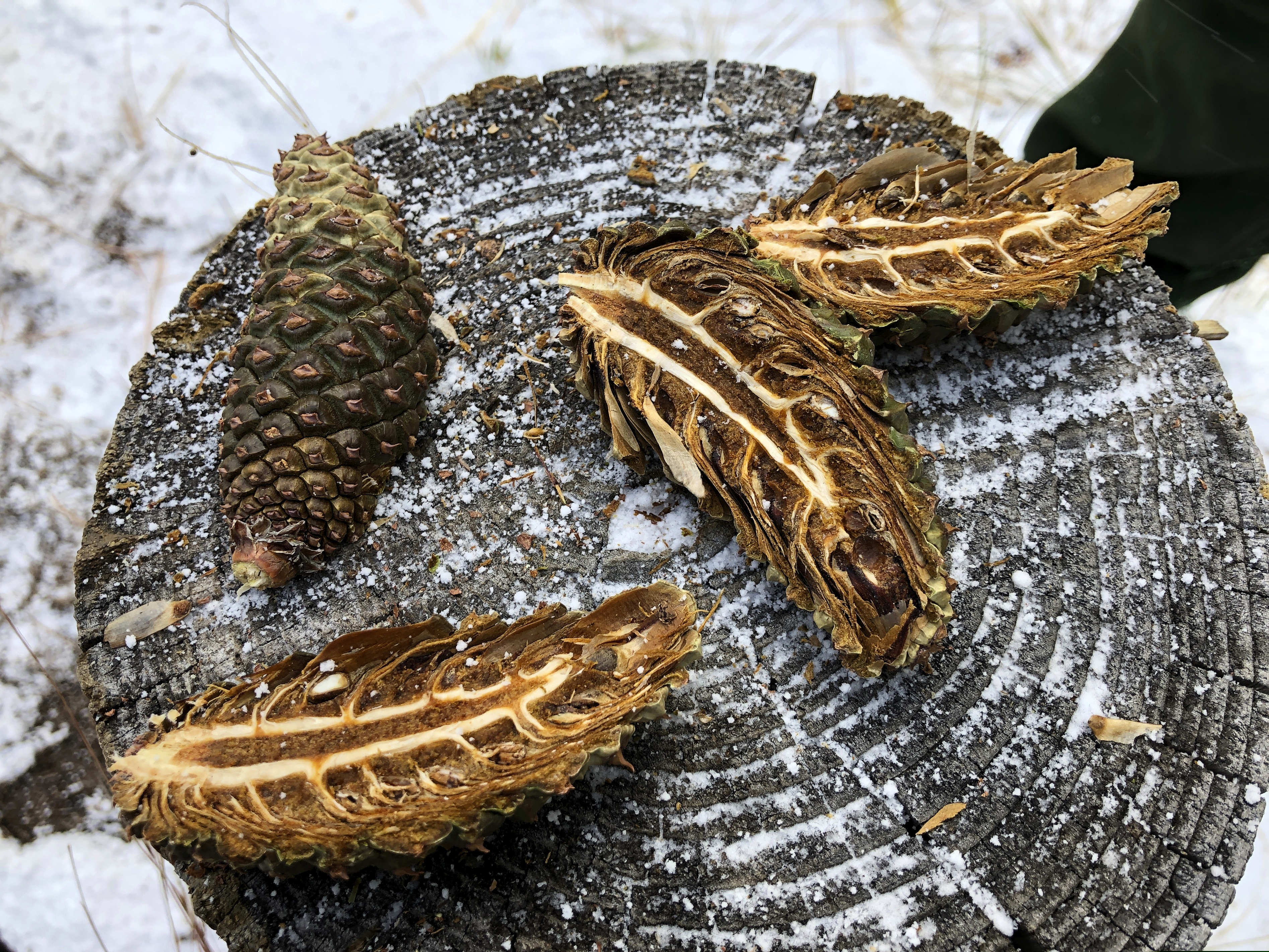 (Susan Montoya Bryan | The Associated Press) In this Thursday, Oct. 24, 2019, photo Ponderosa pine cones sit on a tree stump after being cut open during a demonstration at Bandelier National Monument near Los Alamos, N.M. A cone collecting effort is underway in parts of New Mexico and Colorado as conservationists and land managers work to gather seeds to restore forested landscapes following wildfire.