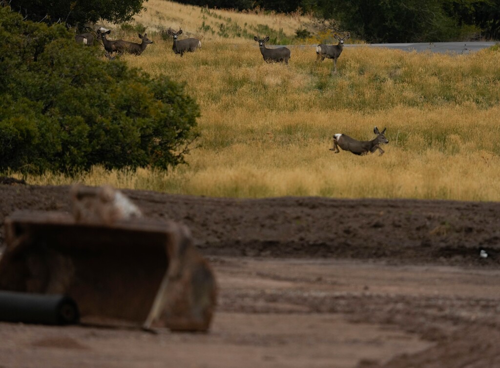 (Bethany Baker  |  The Salt Lake Tribune) A herd of deer stand next to a dirt area, formerly an open green space, where now a new parking lot is being constructed for This Is the Place Heritage Park in Salt Lake City on Thursday, Oct. 12, 2023.