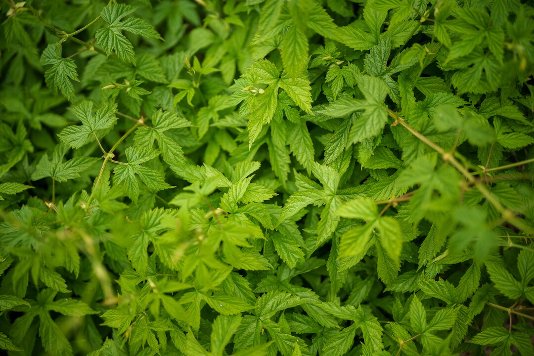 (Trent Nelson  |  The Salt Lake Tribune) Wild hops in Empire Canyon, Park City on Wednesday, June 8, 2022.