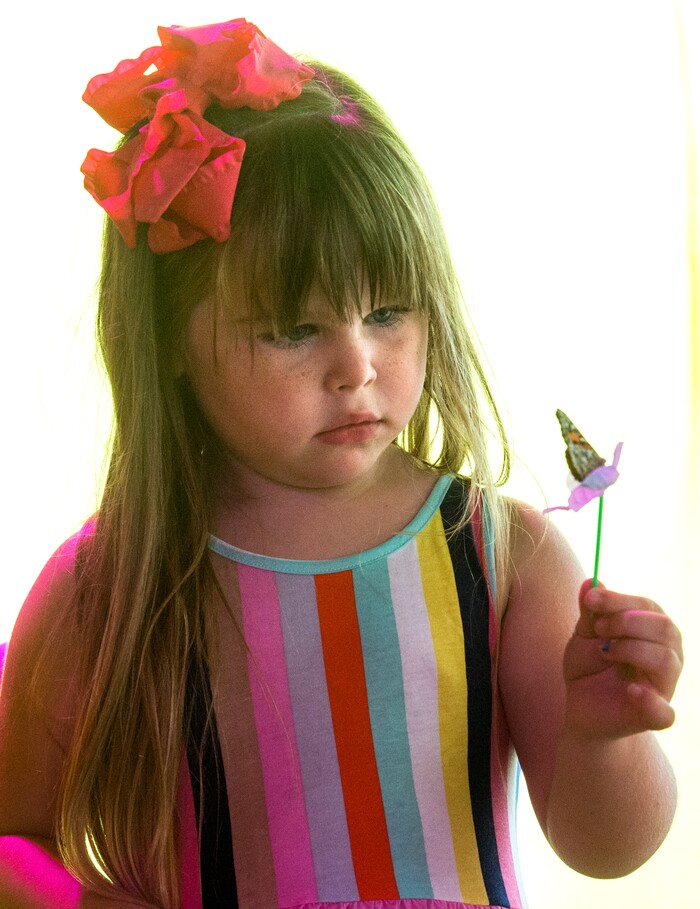(Rick Egan  |  The Salt Lake Tribune)    Reese Wilkins, 4, from Layton observes a butterfly on a flower in the butterfly house  at the Davis County Fair in Farmington, Saturday, Aug. 18, 2018.