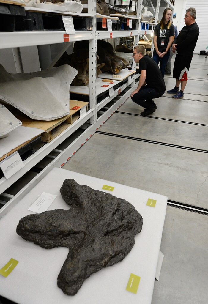 (Francisco Kjolseth  |  The Salt Lake Tribune)  A late cretaceous dinosaur track is on display as part of the Natural History Museum of Utah's annual Behind the Scenes event, coinciding this year with the museum's 50th anniversary, on Saturday, Nov. 16, 2019, as people get a chance to explore some of the extensive collections not normally on display.