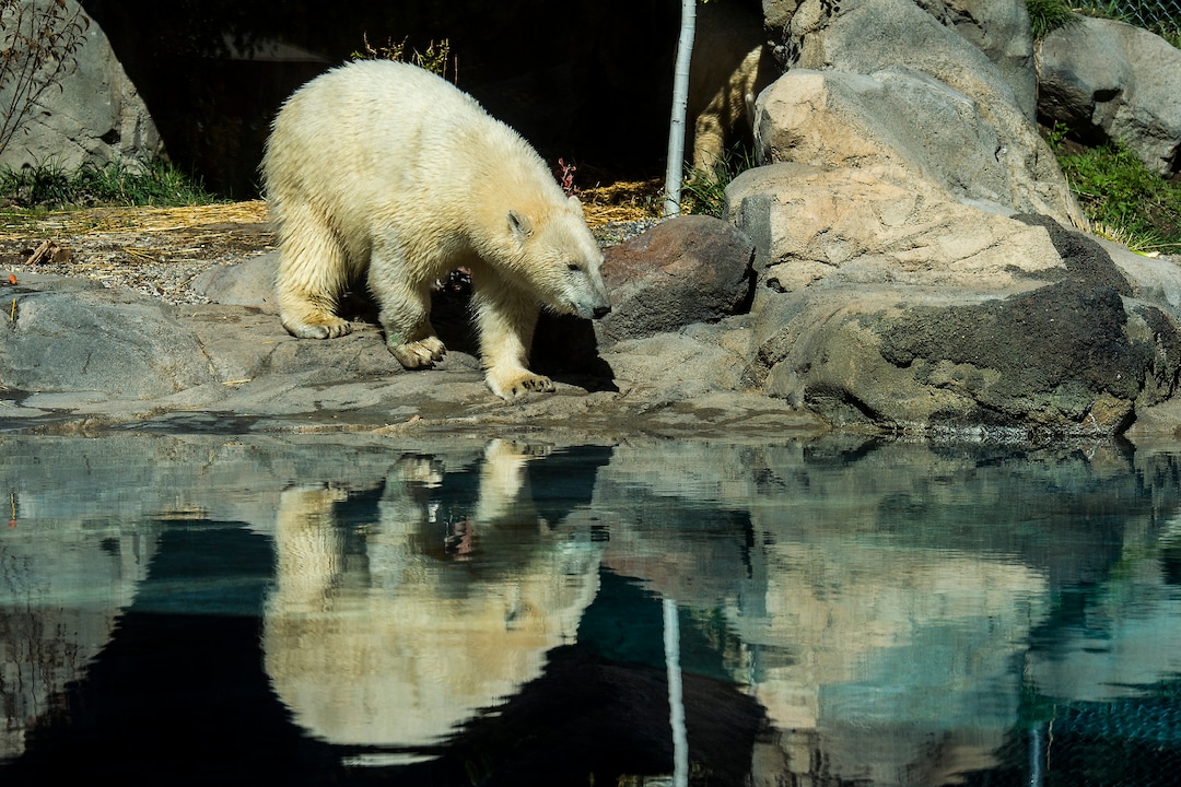 (Chris Detrick  |  The Salt Lake Tribune) Polar Bears Hope and Nora at Utah's Hogle Zoo Tuesday, October 10, 2017.