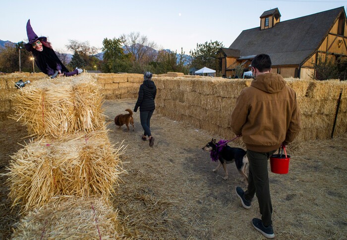 (Rick Egan  |  The Salt Lake Tribune)    Olivia and Isaac Shaughnessy walk through the maze with Sadie and Cleo during the "Dog Days in the Maze" at Wheeler Farm, Monday, Oct. 26, 2020.