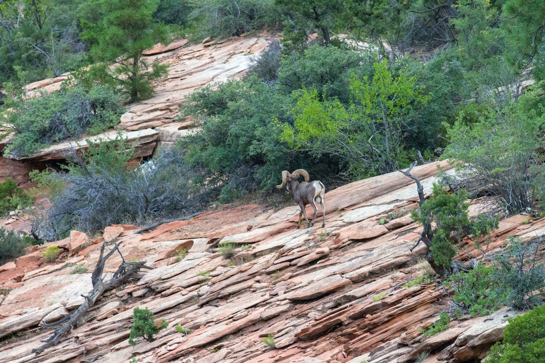 (Photo courtesy of the Utah Division of Wildlife Resources and the National Park Service) Please contact park biologists if you see or hear desert bighorn sheep coughing in Zion National Park.  Your report will help biologists determine how many sheep have contracted pneumonia.