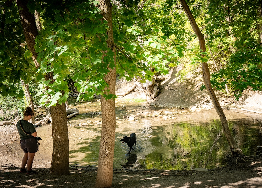 (Rick Egan | The Salt Lake Tribune) A dog cools off in the water along the Freedom Trail near Memory Grove on Saturday, Sept. 12, 2026.
