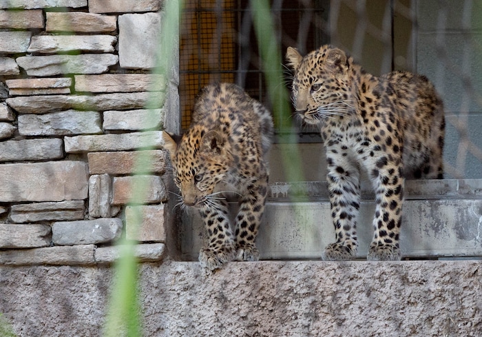(Francisco Kjolseth  |  The Salt Lake Tribune) Hogle Zoo introduces its new babies, leopard cubs Skye, left, and Storm, along with a baby gorilla, who will be named by whoever makes the highest bid at the zoo's annual fund-raiser on Sept. 10 — which will be virtual this year.