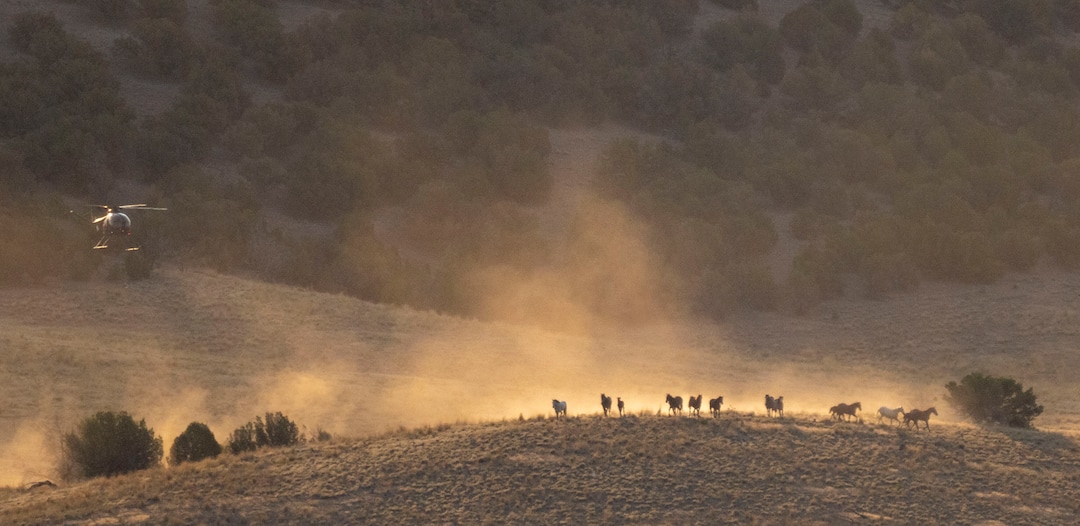 (Rick Egan | The Salt Lake Tribune) A helicopter rounds up a band of wild horses in the Onaqui Herd Management Area wild horse gather on Wednesday, July 14, 2021.