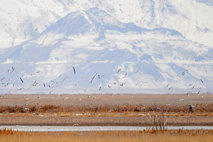 (Trent Nelson | The Salt Lake Tribune)  Gulls in flight around a hiker as Great Salt Lake Audubon hosts the 9th Annual Gullstravaganza, gull-watching event at Farmington Bay on Saturday Feb. 2, 2019.