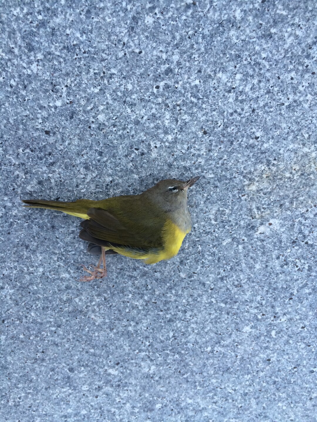 (Courtesy Tracy Aviary) A MacGillivray's Warbler lies dead on pavement in Salt Lake City. It is one of 44 fallen birds that researchers collected last year to learn more about Salt Lake City's hazards to migrating birds. Tracy Aviary and SLC Dark Sky are asking building owners to turn off their lights during the spring and fall months to prevent nighttime flyers from being drawn into the city, where many become disoriented and crash.