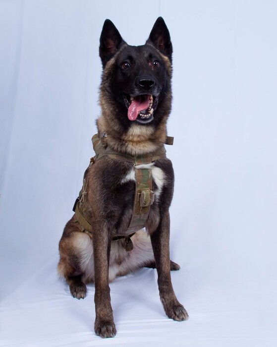 (White House | AP) In this photo provided by the White House via the Twitter account of President Donald Trump after it was declassified by Trump, a photo of the military working dog that was injured tracking down Abu Bakr al-Baghdadi in a tunnel beneath his compound in Syria. Joint chiefs Chairman Gen. Mark Milley told reporters Monday that the animal "performed a tremendous service" and said the dog was "slightly wounded" but is now recovering and has returned to duty at an undisclosed location.