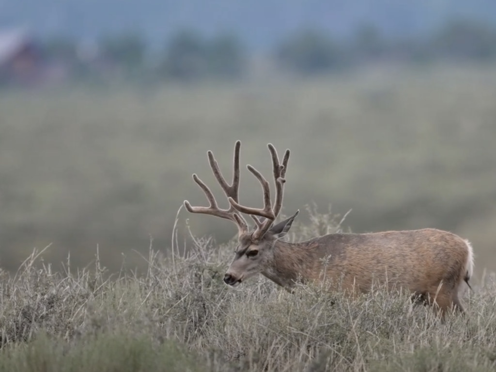 (Utah Division of Wildlife Resources) Mule deer on the Alton Cooperative Wildlife Management Unit in Kane County in 2022. Kane County Commissioner Wade Heaton was charged on Aug. 22, 2024, with felony charges related to alleged big-game baiting on his ranch in the Alton CWMU, which he oversees. Six of Heaton's employees also face charges.