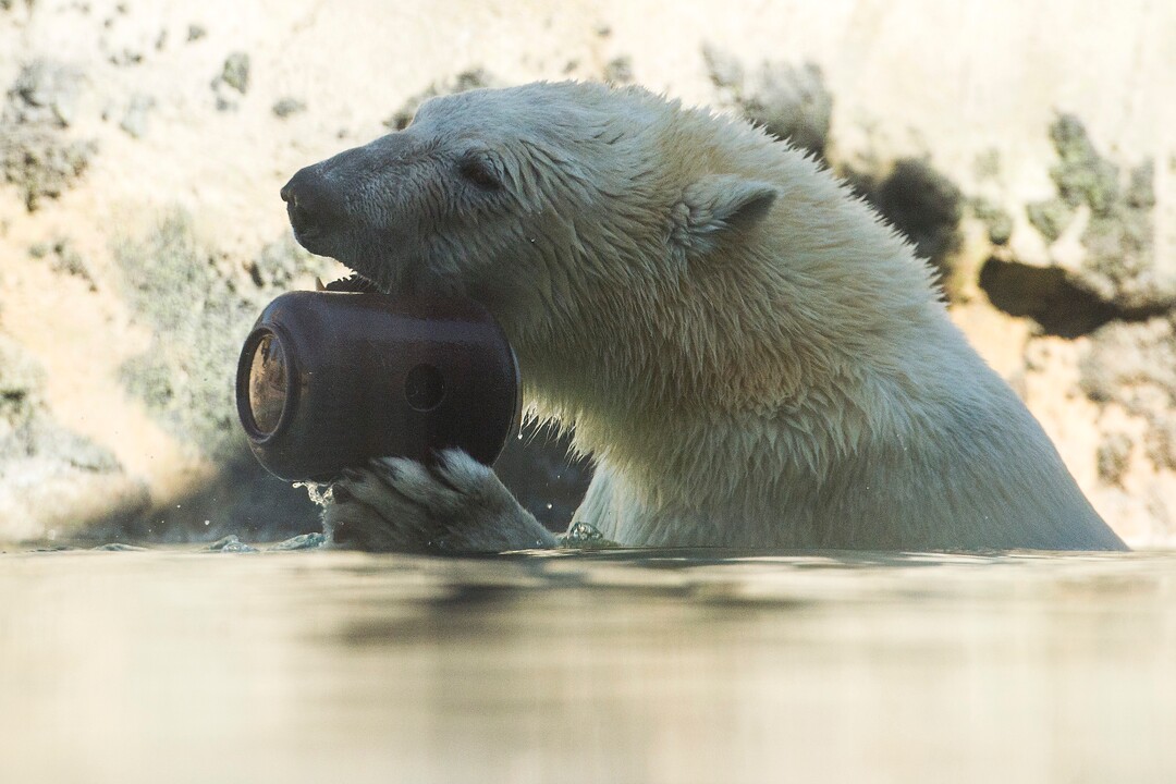 (Chris Detrick  |  The Salt Lake Tribune) Polar Bear Hope at Utah's Hogle Zoo Tuesday, October 10, 2017.
