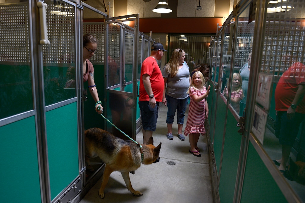 (Leah Hogsten  |  Tribune file photo) Families roam the kennel, looking for their special animal during the Humane Society's weeklong adoption event, Clear the Shelters, Aug. 19, 2017, a nationwide drive to adopt out cats and dogs. A bill introduced in the 2019 Legislature would require greater transparency in the records of public or private animal shelters.
