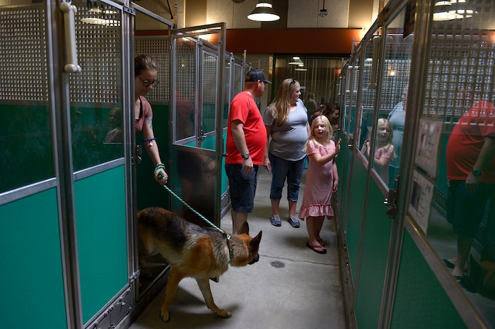 (Leah Hogsten  |  The Salt Lake Tribune) Families roam the kennel, looking for their special animal during the Humane Society's weeklong adoption event, Clear the Shelters, Saturday, August 19, 2017, a nationwide drive to adopt out cats and dogs.
