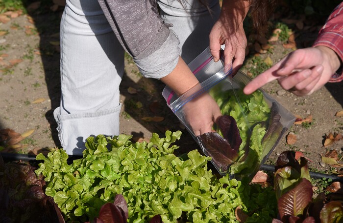 (Francisco Kjolseth  |  The Salt Lake Tribune)  Residents at the Center for Women and Children in Murray get a chance to visit the Freedom Garden across the street as they pick fresh lettuce with the help of Celia Bell, a horticulture education specialist.  
