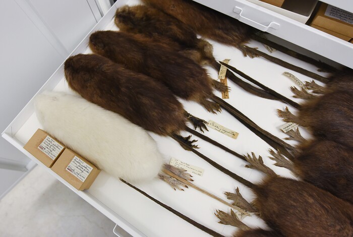 (Francisco Kjolseth  |  The Salt Lake Tribune)  Processed muskrats including an albino specimen, are held in an temperature and humidity controlled environment  at the Natural History Museum of Utah at the Rio Tinto Center.  Over the weekend the museum will be providing a Behind the Scenes look at the objects held in stewardship for the people of Utah. The public is invited to meet the scientists who build the collections and learn about current research and get an insiders view of the museum. 
